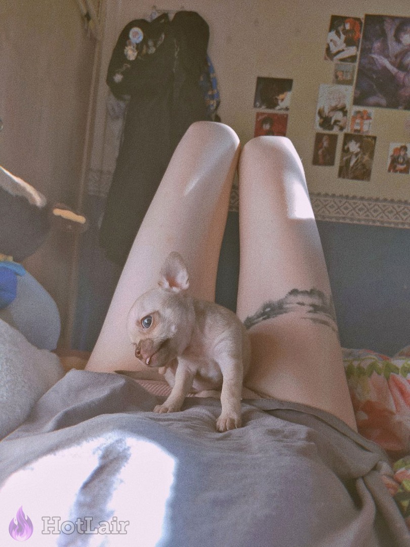 Jambes lisses d’une personne avec un petit chihuahua assis entre les cuisses dans une chambre ensoleillée